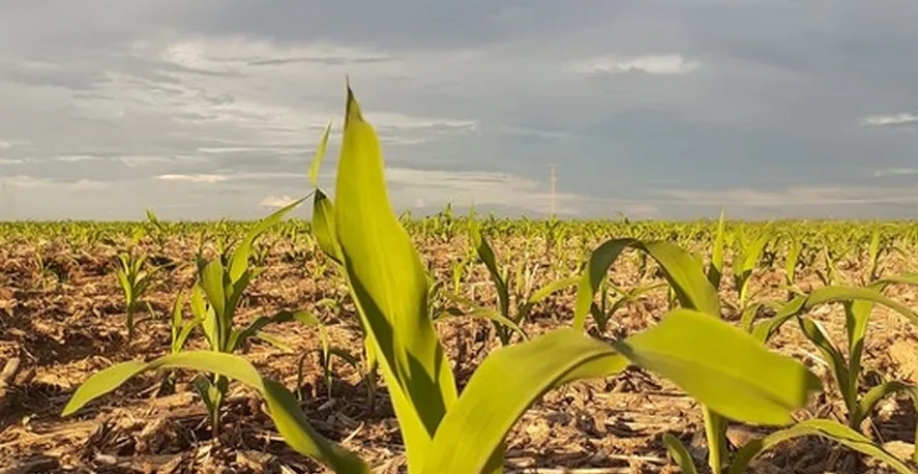 Saldo inicial das operações de crédito rural para a agricultura familiar com a subvenção federal dentro do Plano Safra caiu 18% — Foto: Globo Rural