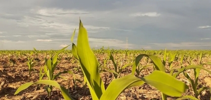 Realocação de linhas ‘encolhe’ oferta de crédito rural com juros subsidiados
