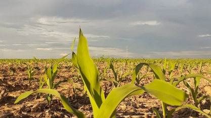 Realocação de linhas ‘encolhe’ oferta de crédito rural com juros subsidiados