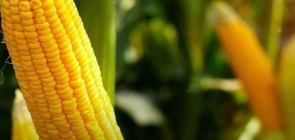 Brasil está emergindo como líder na produção sustentável de etanol de milho, diz presidente da Unem