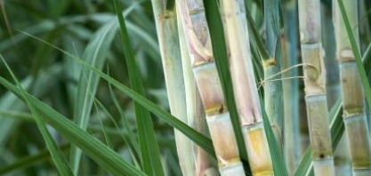Acordo sobre receita de Cbios a produtores deve impulsionar setor sucroenergético, diz Faesp
