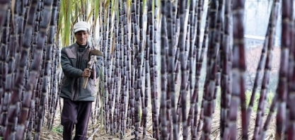 Açúcar: USDA eleva produção da China para 2024/25 para 10,4 milhões de toneladas