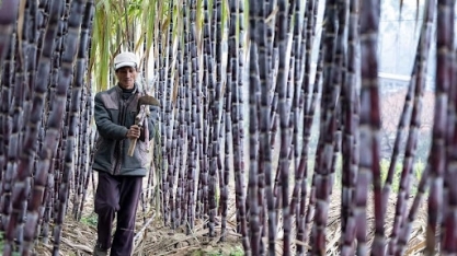 Açúcar: USDA eleva produção da China para 2024/25 para 10,4 milhões de toneladas