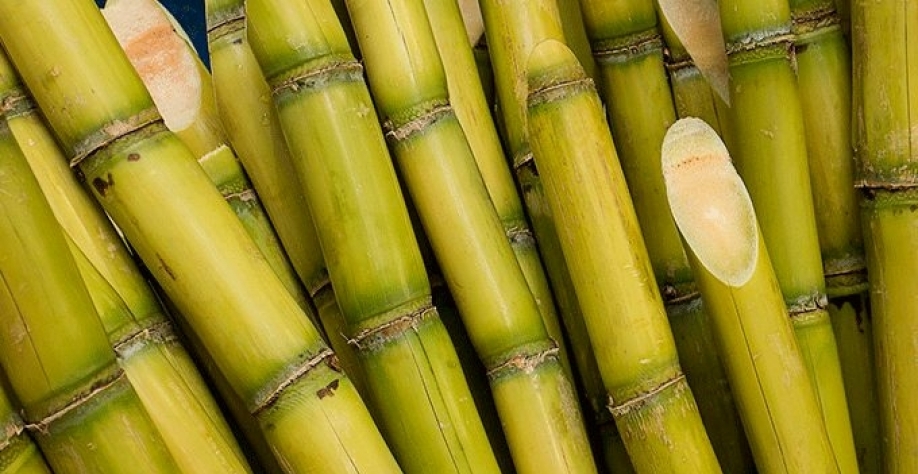 Cana de Açúcar - Foto: Foto ilustrativa / Reprodução - internet