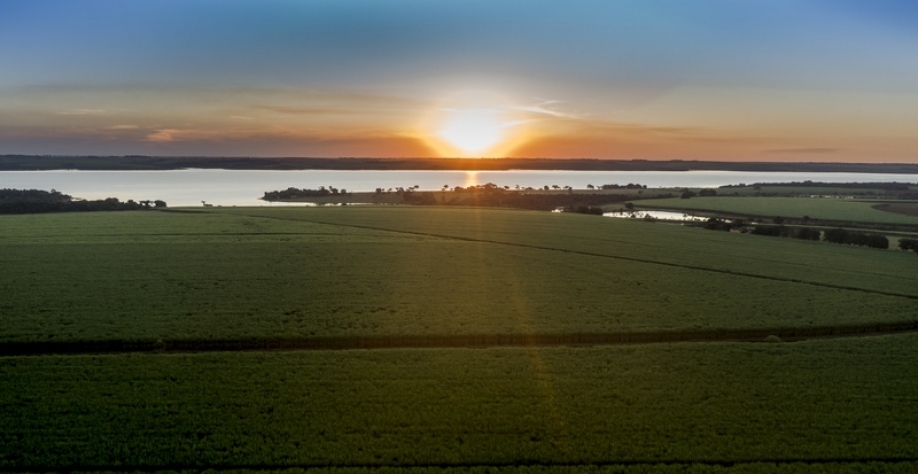 Área agrícola da unidade Frutal (MG), da BP Bunge Bioenergia