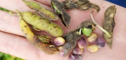 Perdas na soja do RS podem atingir 100% das áreas não colhidas