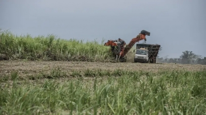 Açúcar do Brasil ajuda a evitar desabastecimento global e traz alívio para o mercado