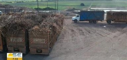 Entressafra da cana-de-açúcar provoca queda nos postos de trabalho