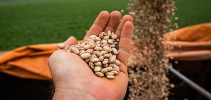 Agronegócio: Brasil já teve 31 novos mercados abertos para exportação em 2024; veja lista