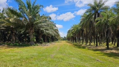 Representantes da Acelen Renováveis conhecem pesquisas com macaúba e dendê