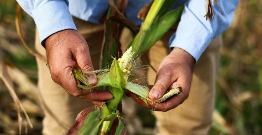 Fernando Flores, do Instituto Nacional de Tecnologia Agrícola, observa milho afetado por cigarrinha. Matias Baglietto/Reuters