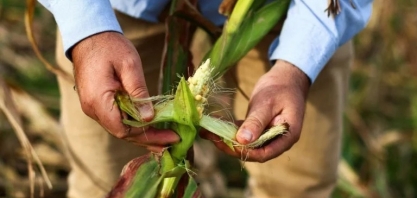 Mudanças climáticas: lavouras de milho da Argentina são atacadas pelo inseto cigarrinha