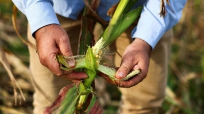 Mudanças climáticas: lavouras de milho da Argentina são atacadas pelo inseto cigarrinha