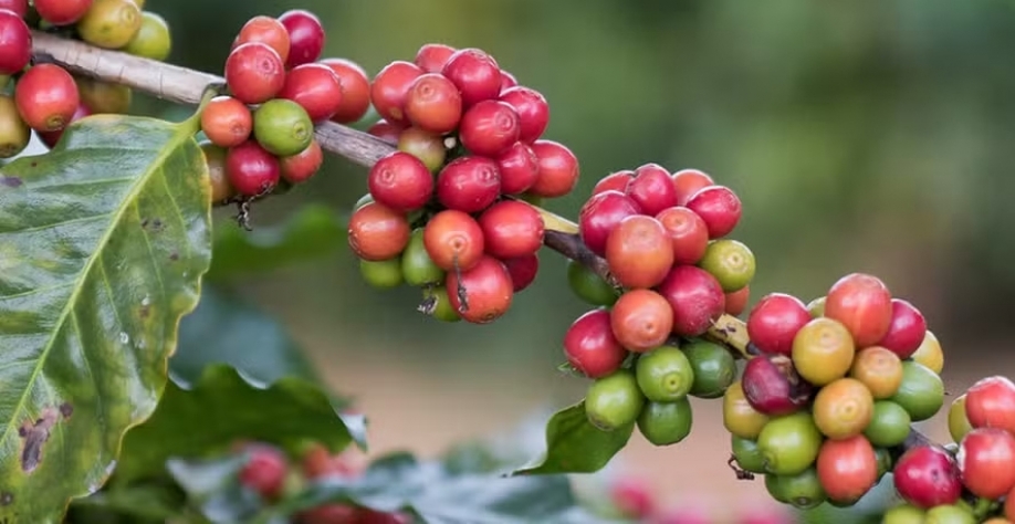 Primeiros relatos de colheita do café no Brasil indicam discrepâncias nos resultados — Foto: Tony Oliveira / CNA