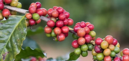 Café volta a subir em Nova York, enquanto açúcar recua