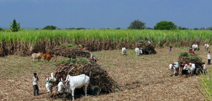  Índia aumenta desvio de etanol; Safra brasileira aumenta pressão baixista