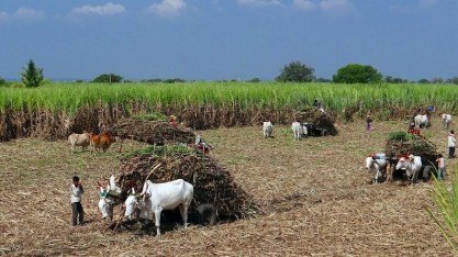  Índia aumenta desvio de etanol; Safra brasileira aumenta pressão baixista