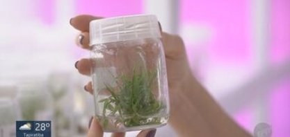 Desde o 'levante de Guariba', cultivo da cana foi transformado pela tecnologia
