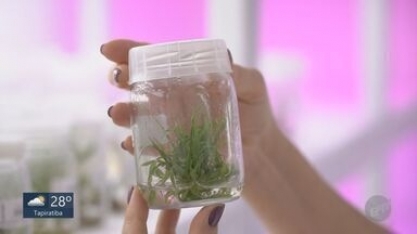 Desde o 'levante de Guariba', cultivo da cana foi transformado pela tecnologia
