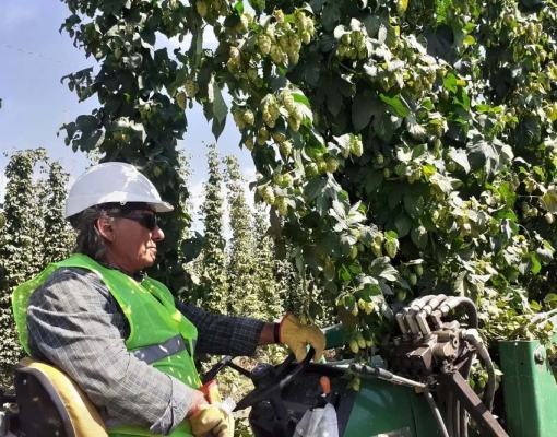 Remuneração na agropecuária era de R$ 1.702,07 em 2019, em média, e subiu para R$ 1.894,89 em 2023 — Foto: Globo Rural