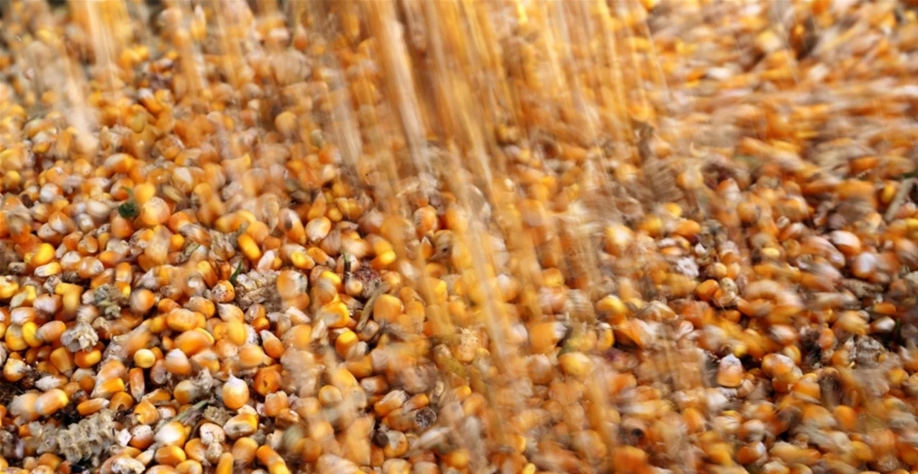 Vietnã é um dos maiores importadores globais de DDGs, comprando a maior parte dos EUA. Divulgação