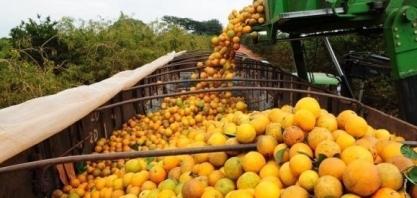 Citros/Cepea: Clima desfavorável e greening resultam em menor colheita desde 88/89