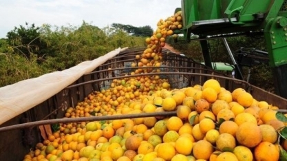 Citros/Cepea: Clima desfavorável e greening resultam em menor colheita desde 88/89