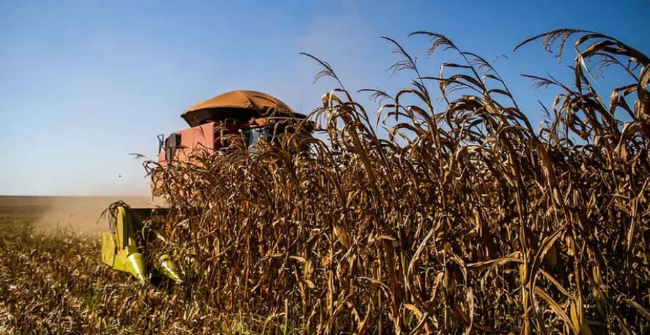 Segundo a Agroconsult, a produtividade do milho deve cair 7%, para 98,8 sacas por hectare — Foto: Wenderson Araujo/CNA