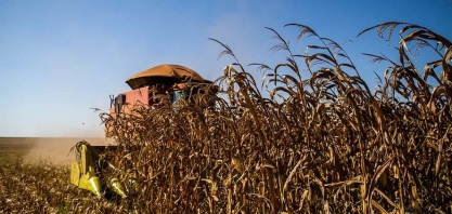 Segunda safra de milho no Brasil deve atingir 96,7 milhões de toneladas