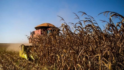 Segunda safra de milho no Brasil deve atingir 96,7 milhões de toneladas