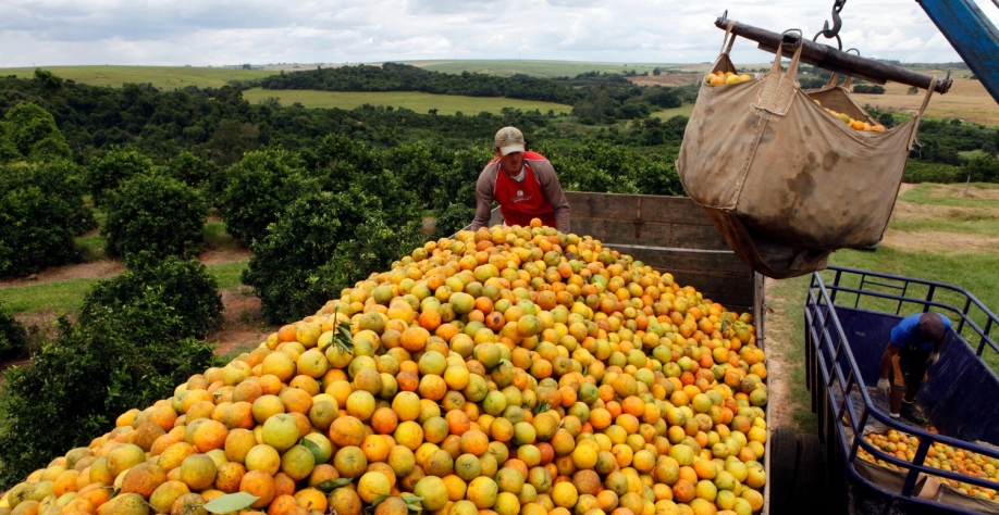 Colheita de laranja em fazenda de Limeira (SP). Paulo Whitaker/Reuters
