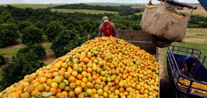 Safra de laranja de SP e MG cairá 24% em 24/25 ao menor nível em 36 anos