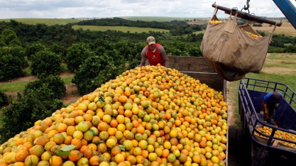 Safra de laranja de SP e MG cairá 24% em 24/25 ao menor nível em 36 anos