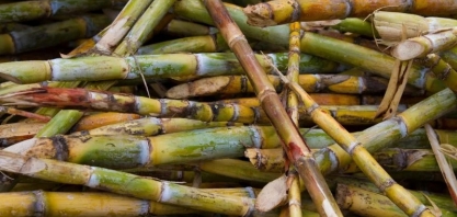 Cuba pode precisar importar açúcar; indústria do rum fica pressionada