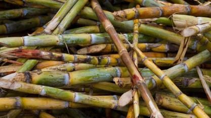 Cuba pode precisar importar açúcar; indústria do rum fica pressionada