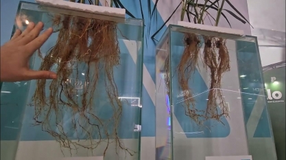 Longevus da ICL - maior enraizamento e vigor da cana-de-açúcar