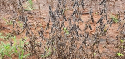 Vai chover 300 mm nos próximos 5 dias; veja onde