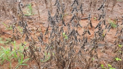 Vai chover 300 mm nos próximos 5 dias; veja onde