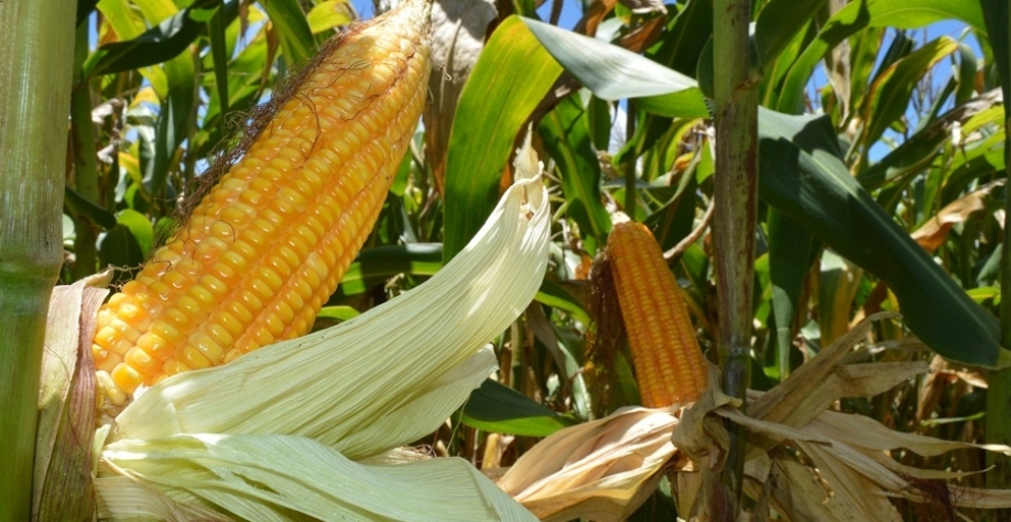 Dia Nacional do Milho: 24 de maio. Foto: Sandra Brito
