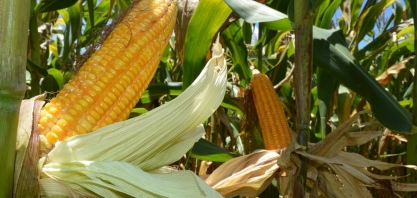 Dia Nacional do Milho - A Importância do Milho para o Agronegócio Brasileiro