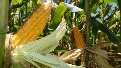 Dia Nacional do Milho - A Importância do Milho para o Agronegócio Brasileiro