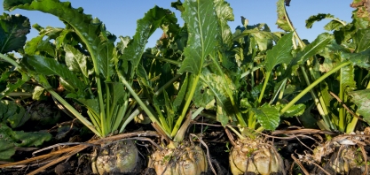 Área plantada com beterraba sacarina cresce na UE, mas doença ameaça lavoura