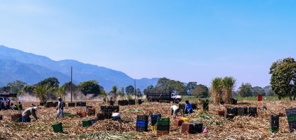 Bonsucro e Better Cotton desenvolverão kit de ferramentas de ação climática entre commodities