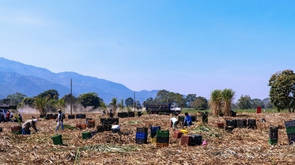 Bonsucro e Better Cotton desenvolverão kit de ferramentas de ação climática entre commodities