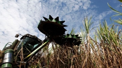 Moagem de cana e vendas de etanol têm altas expressivas em Goiás
