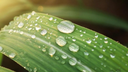 Cana regenerativa aponta para inserção no mercado global