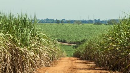 Secretaria de Agricultura busca parceria com a FAPESP para alavancar o agro paulista