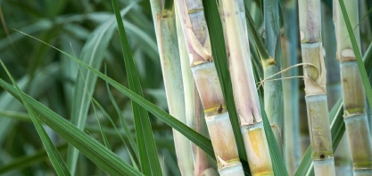 Conforme esperado, canaviais do Centro-Sul apresentaram bom nível de produtividade agrícola em abril