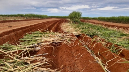 Inês Janegitz faz um questionamento aos Gestores de plantio de cana-de-açúcar