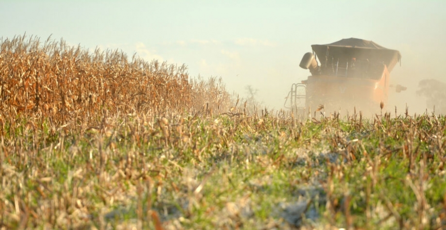 Seca já destruiu 35% da área plantada de milho no Estado - Foto: Marcelo Victor / Correio do Estado